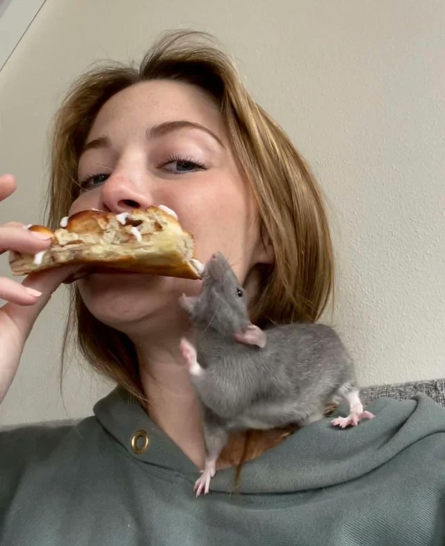 мышь кусает пиццу в женских руках