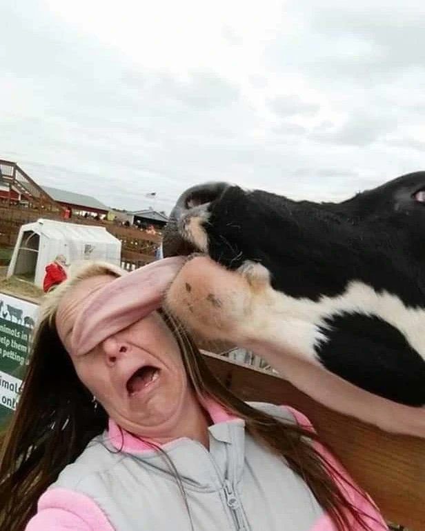 корова облизывает лицо женщины