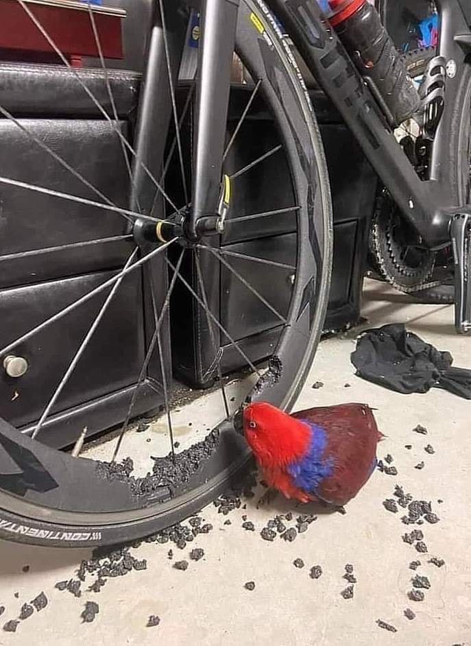 попугай клюет шину на велосипеде