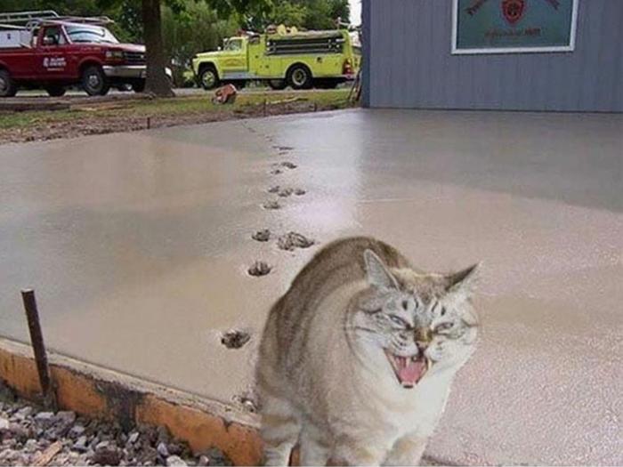 кот прошелся по сырому бетону