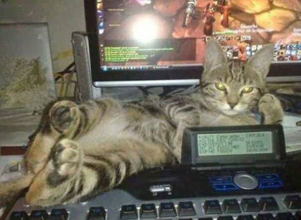 кот лежит на клавиатуре