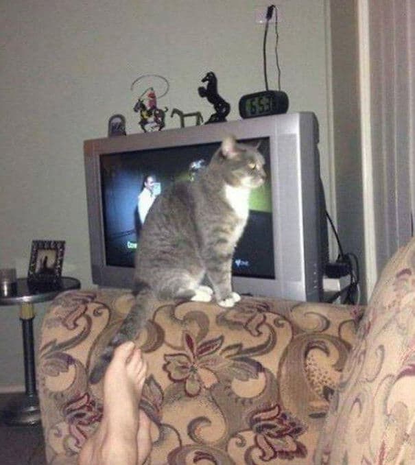 серый кот сидит перед телевизором