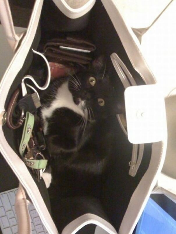 черно-белая кошка в сумке