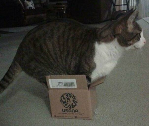 кот сидит в маленькой коробке
