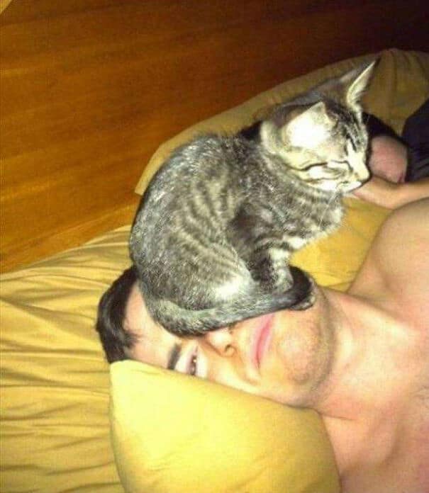 полосатый кот сидит на лице у парня