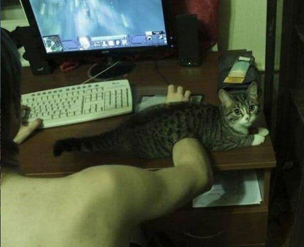 полосатый кот лежит на руке у геймера