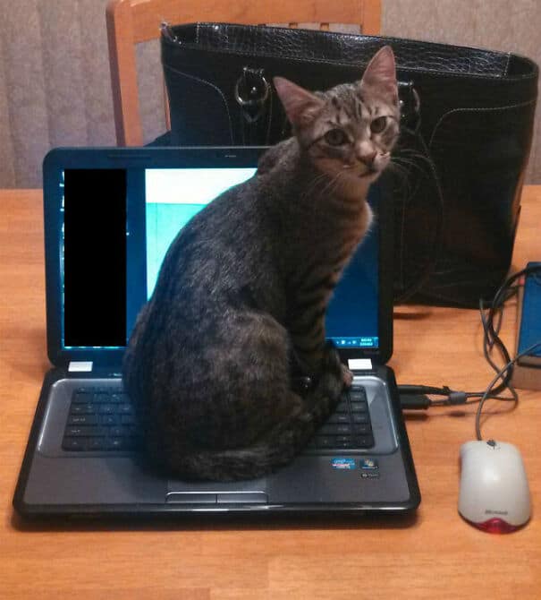 кошка сидит на ноутбуке
