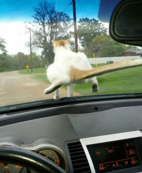 бело-рыжий кот на ветровом стекле авто