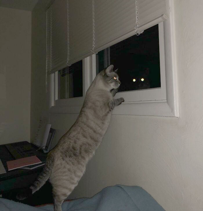 серый кот смотрит в окно