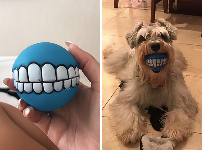 мяч с зубами во рту у собаки