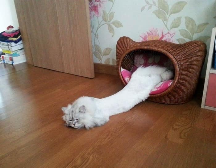 белый кот спит на полу