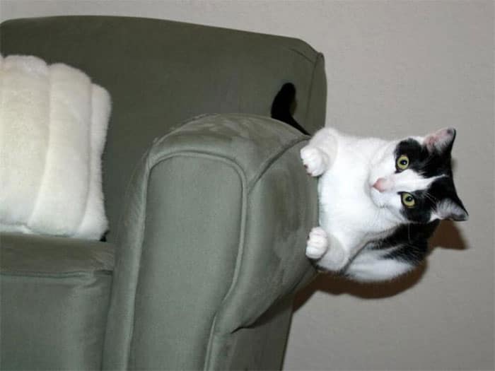 черно-белый кот на боку дивана