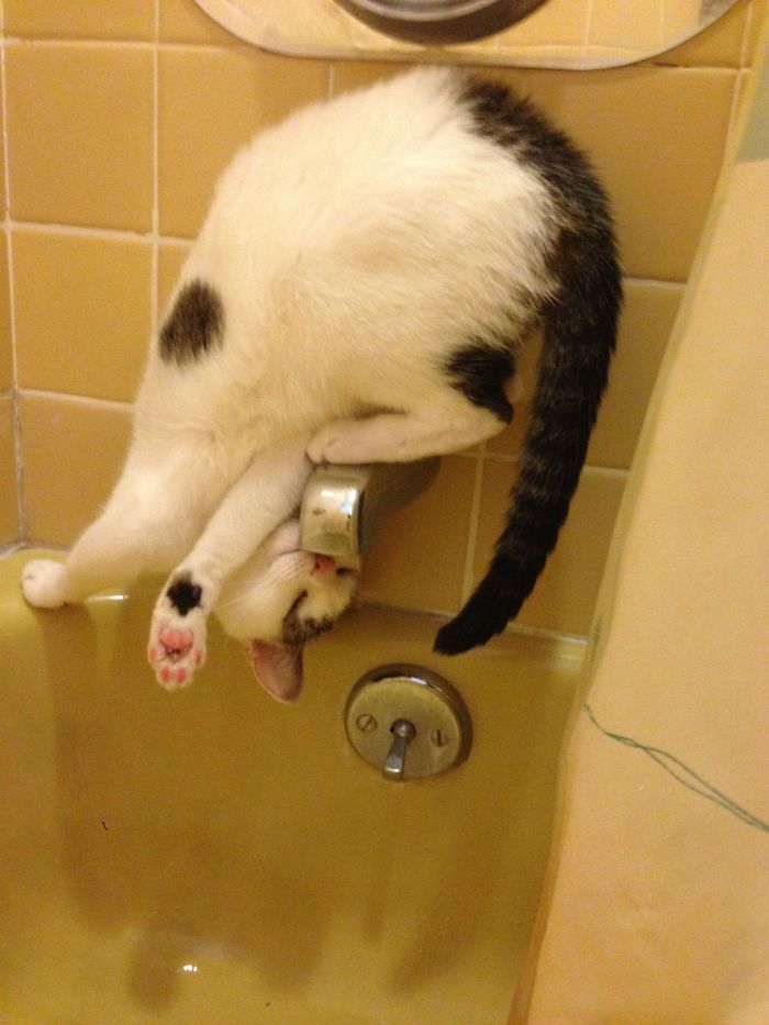 кот на кране над ванной