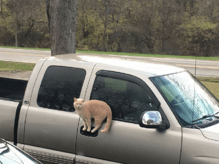 рыжий кот стоит на дверце авто