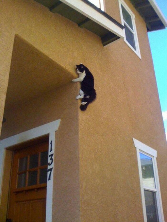 черно-белый кот висит на стене дома