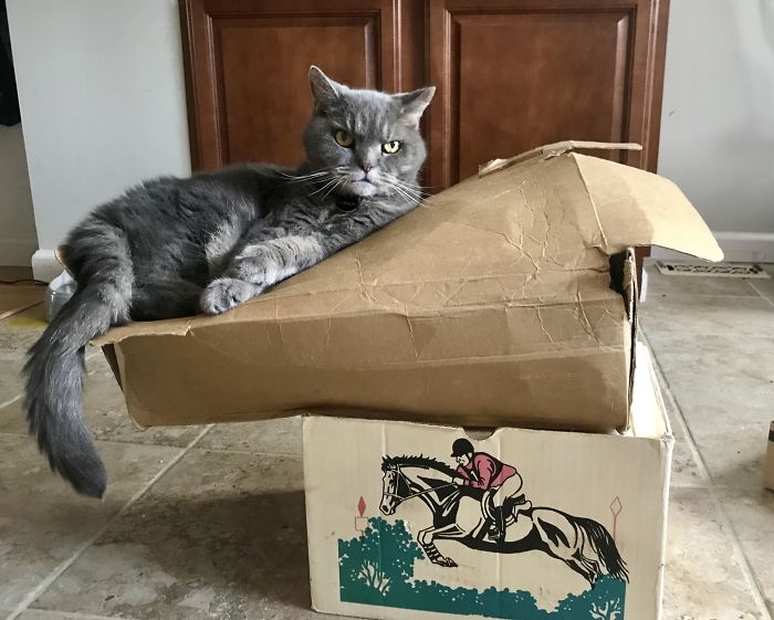 серый кот лежит на пакете