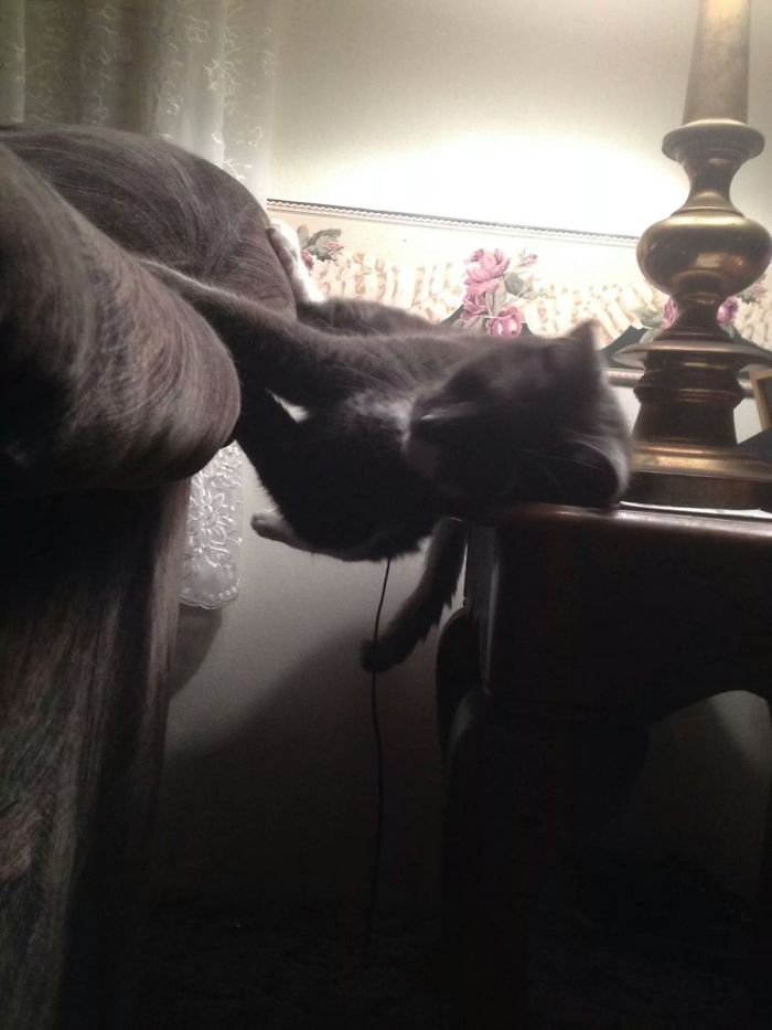 серый кот спит между диваном и тумбой