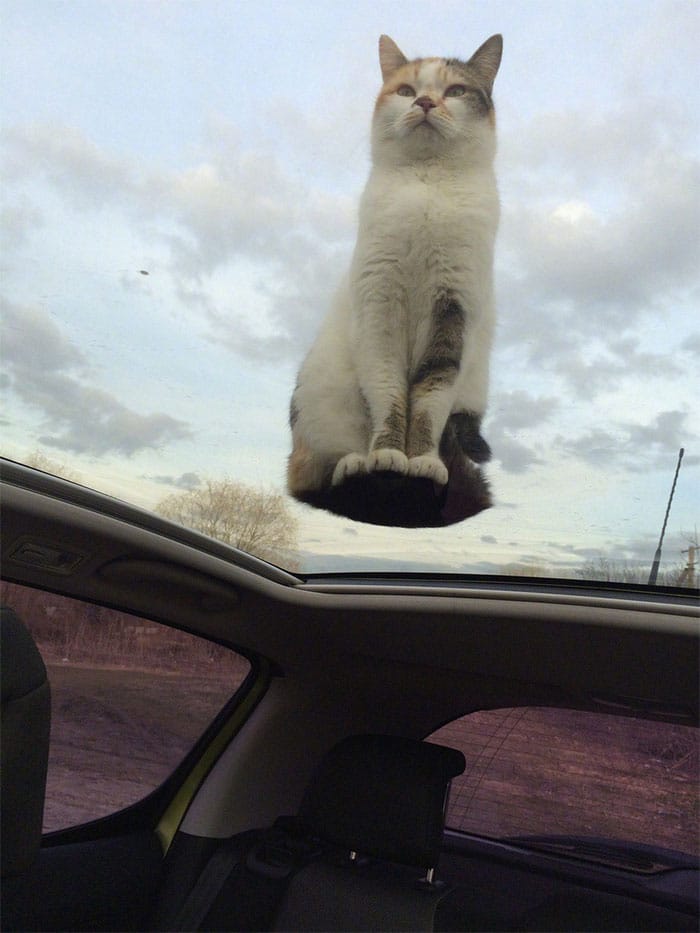 кот сидит на стеклянной крыше авто