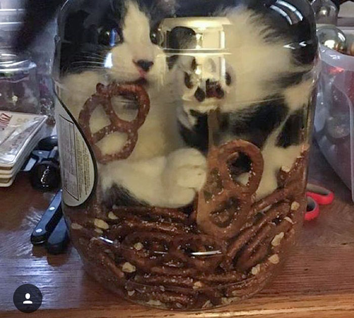 черно-белый кот в банке с печеньем