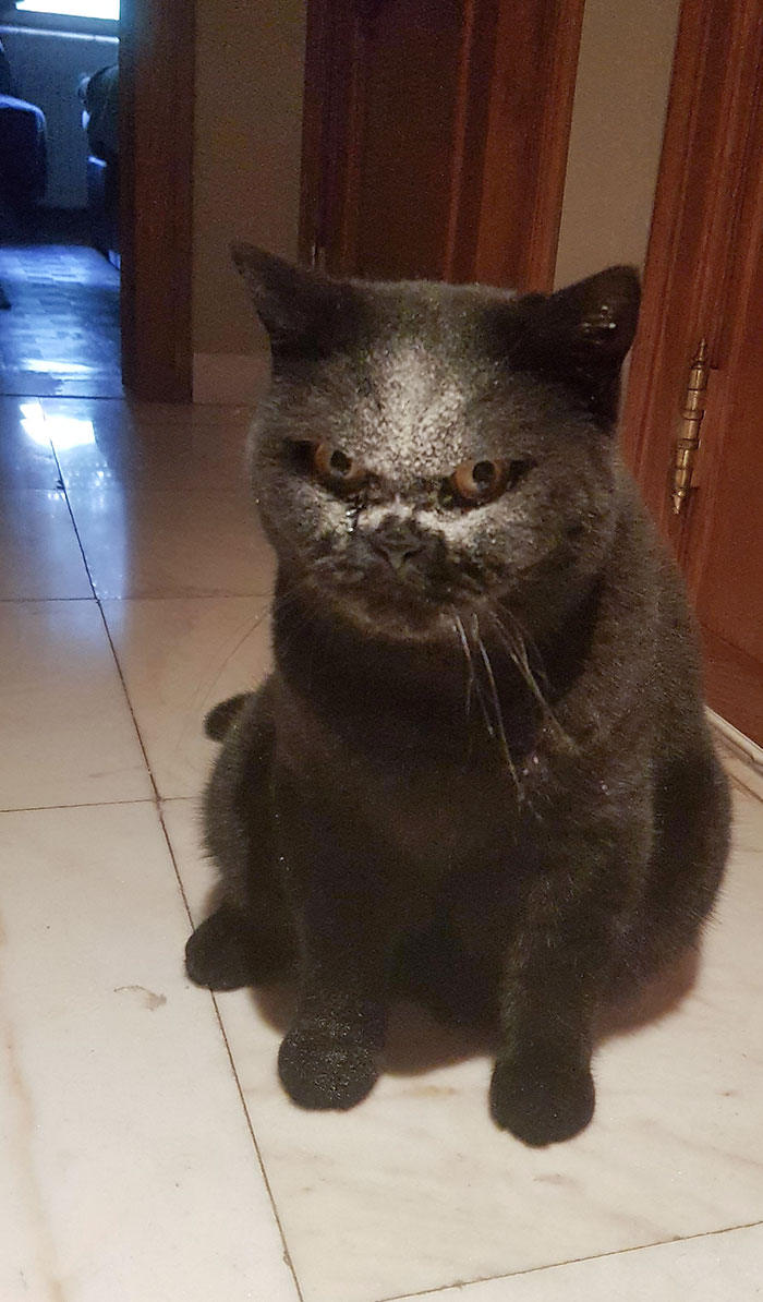 черный кот с грязной мордой