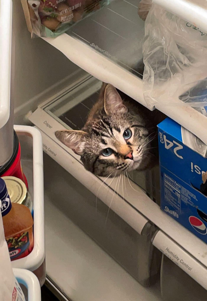 кот в холодильнике