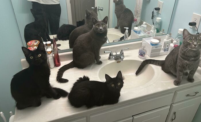четыре кота сидят на умывальнике