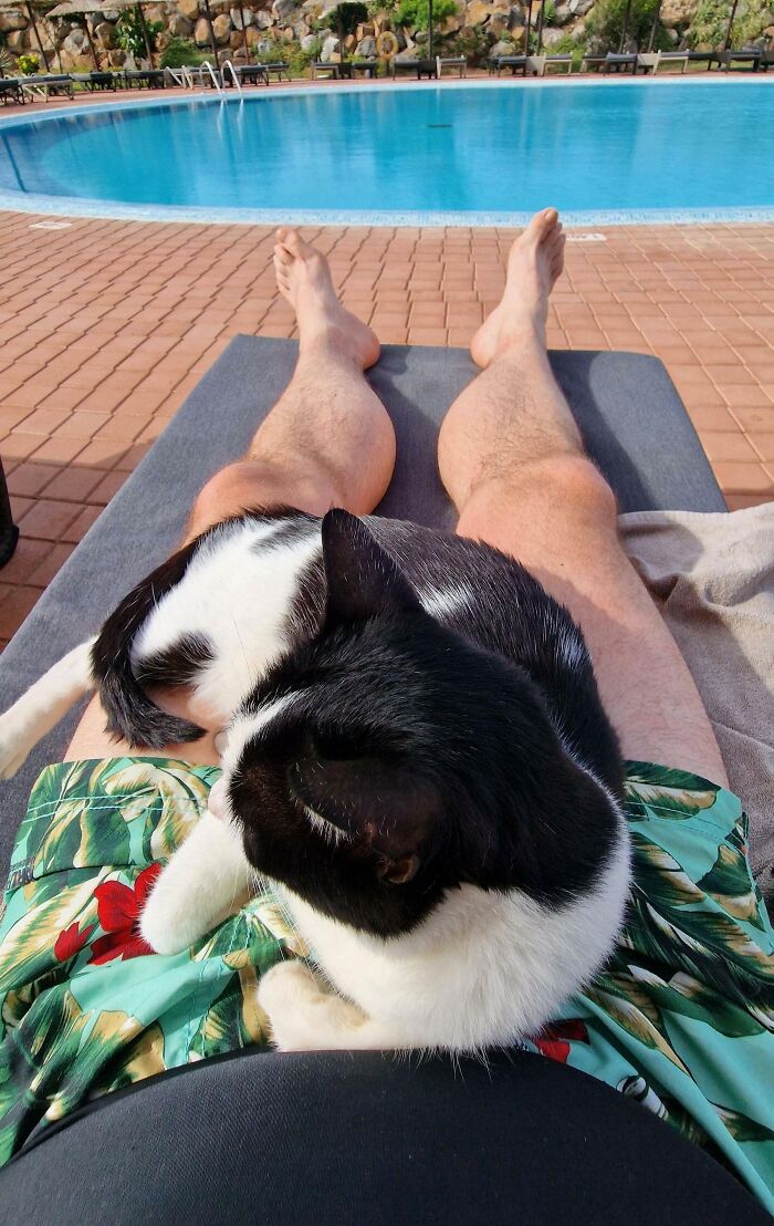 черно-белый кот лежит на мужчине в шезлонге