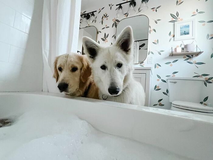 две собаки стоят возле ванны