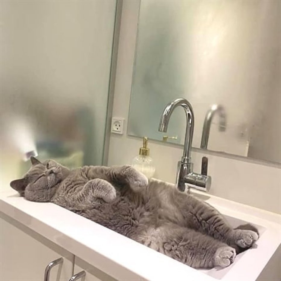 серый кот лежит в раковине