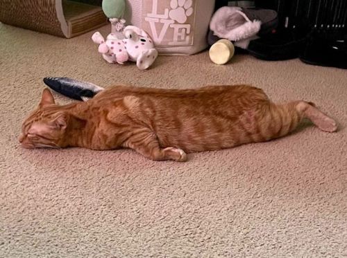 рыжий кот спит на полу