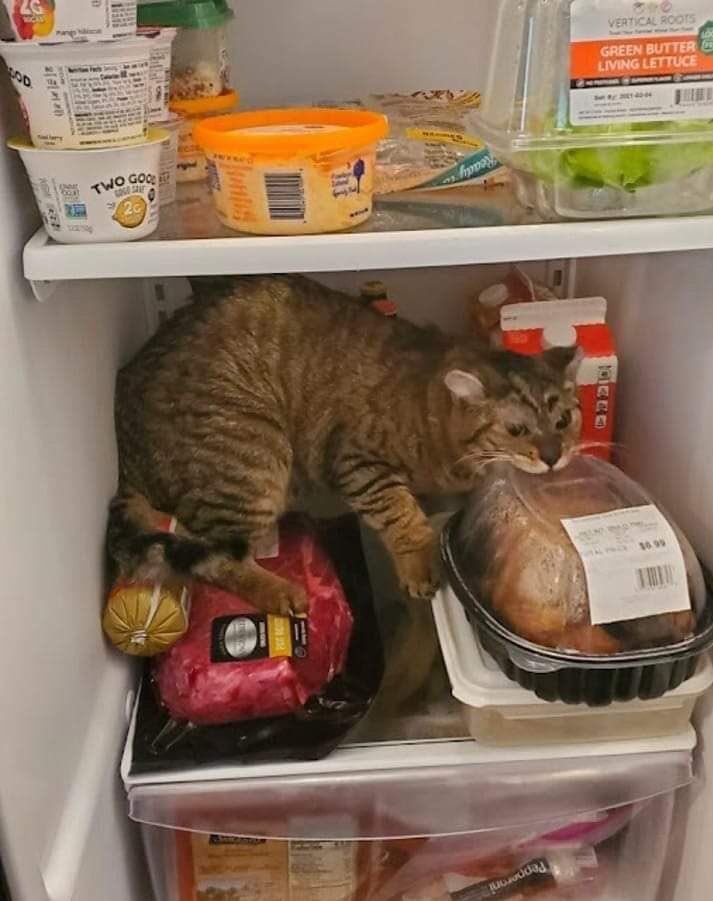 полосатый кот в холодильнике