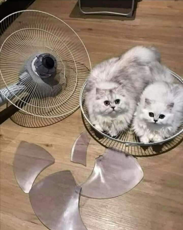 два кота сидят на сломанном вентиляторе