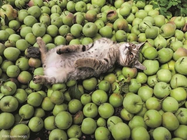 полосатая кошка лежит на зеленых яблоках