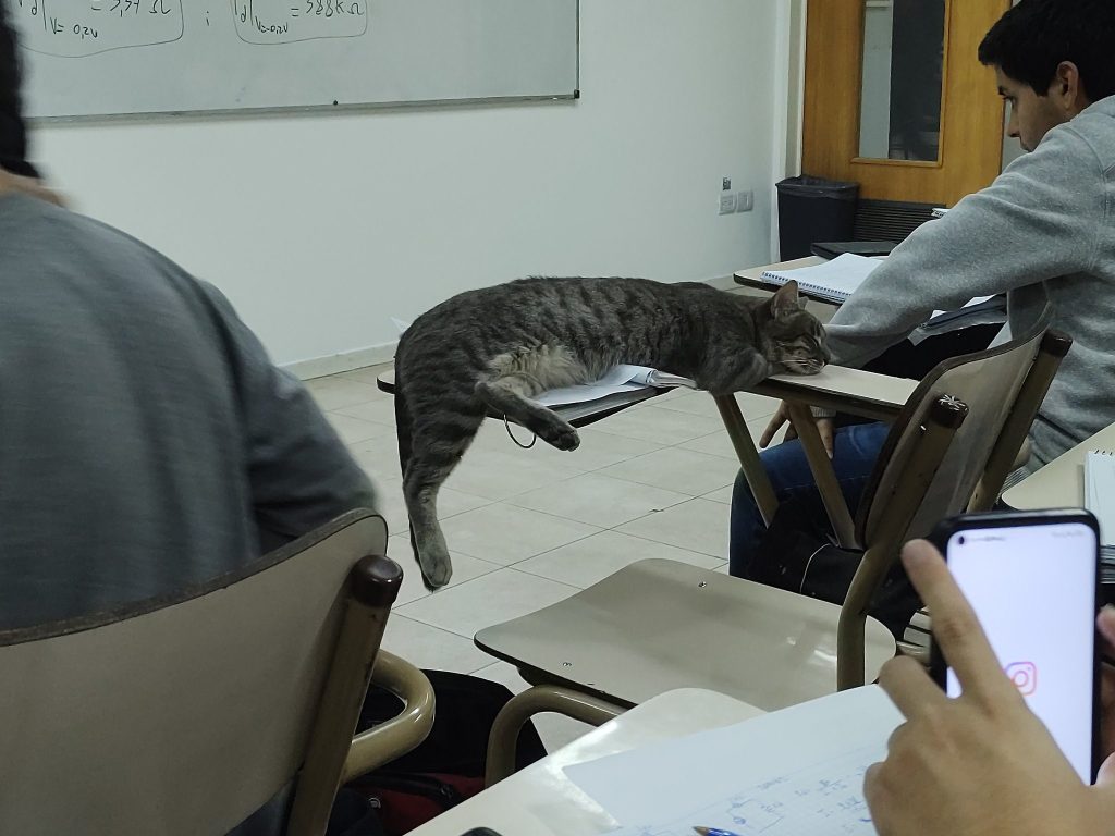 полосатый кот спит на парте в классе