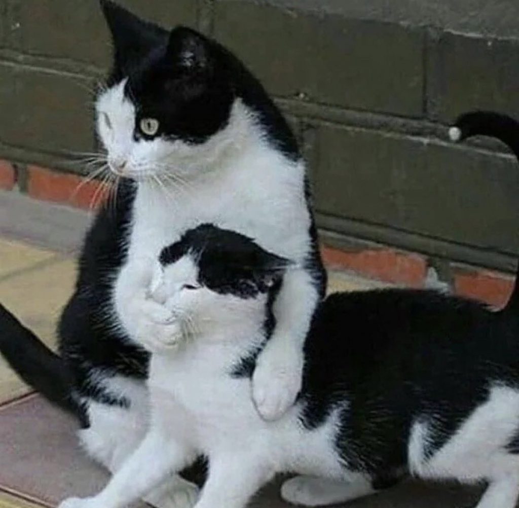 черно-белый кот закрывает лапой рот другому коту