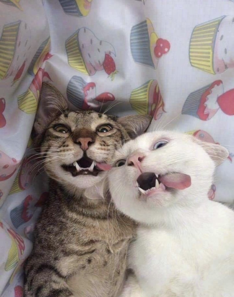 два кота улыбаются