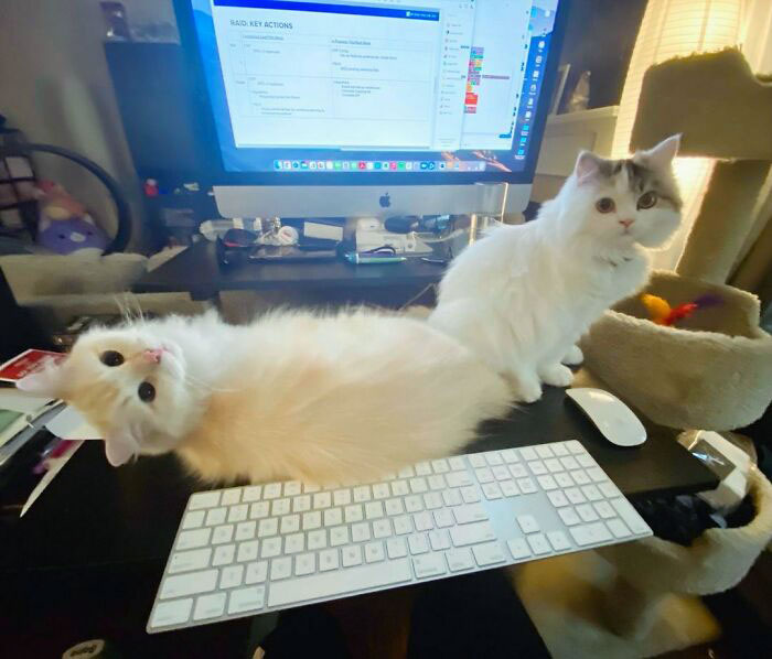 два кота сидят на столе перед компьютером