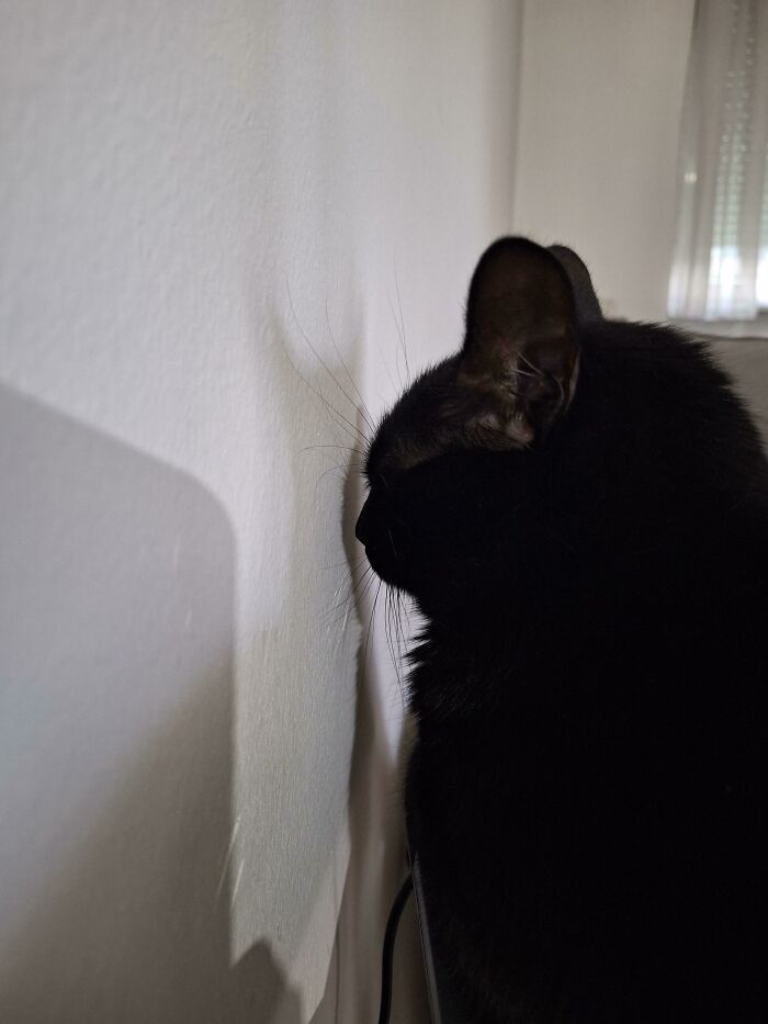 черный кот смотрит в стену