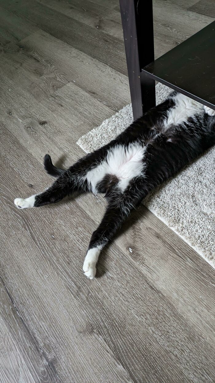 черно-белая кошка спит на полу