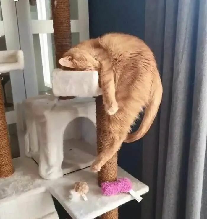 рыжий кот спит на когтеточке