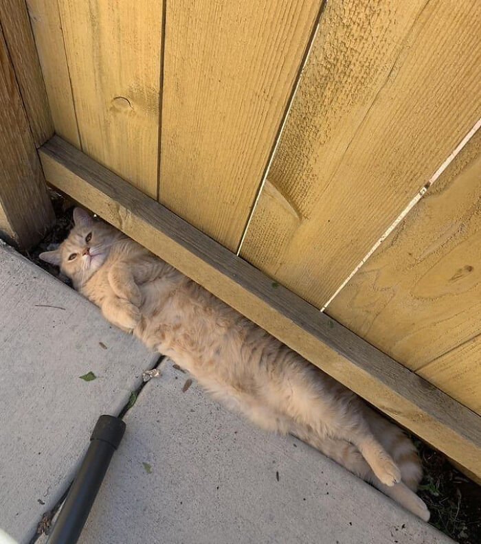 рыжий кот лежит под забором