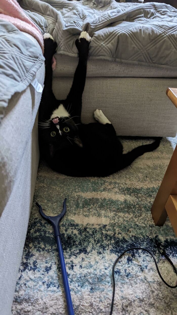 черно-белый кот висит на диване