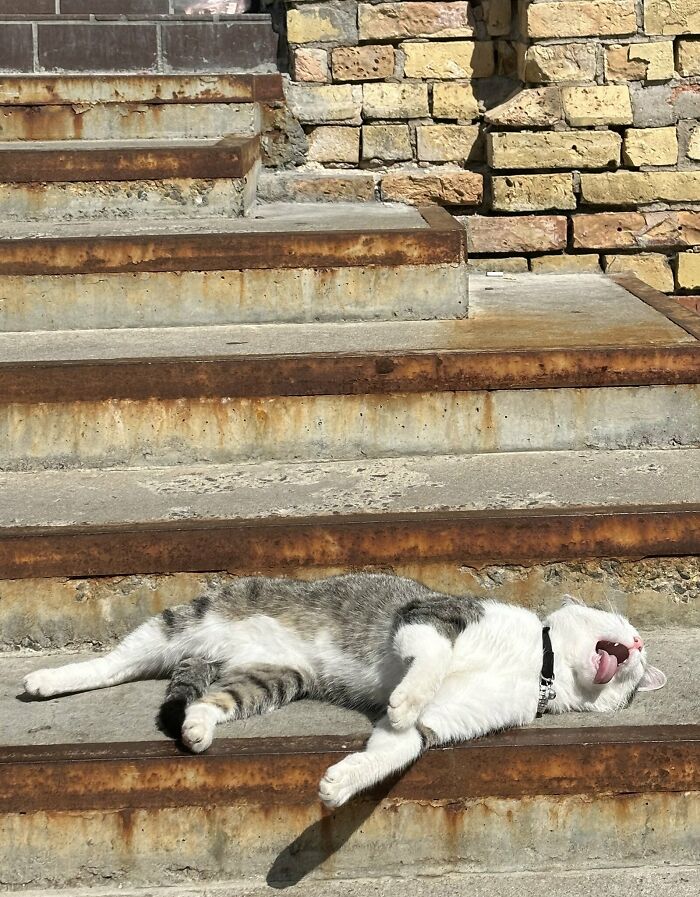 кошка лежит на ступеньке