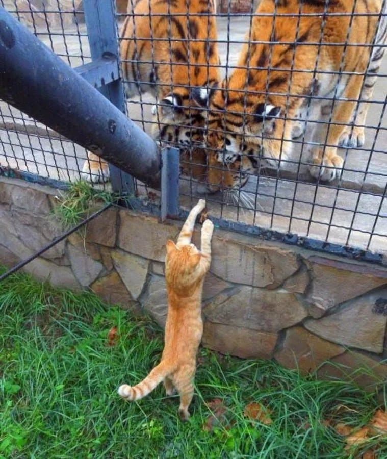 два тигра и рыжий кот