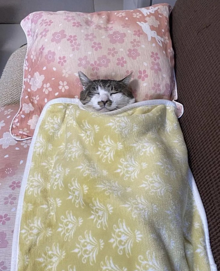 кот спит под одеялком
