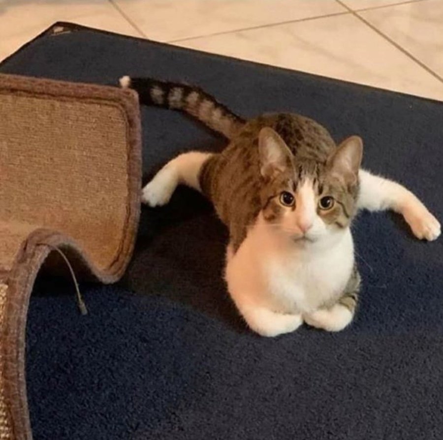 полосатый кот сидит на шпагате