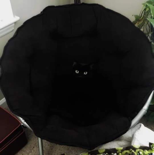 черный кот в черном кресле