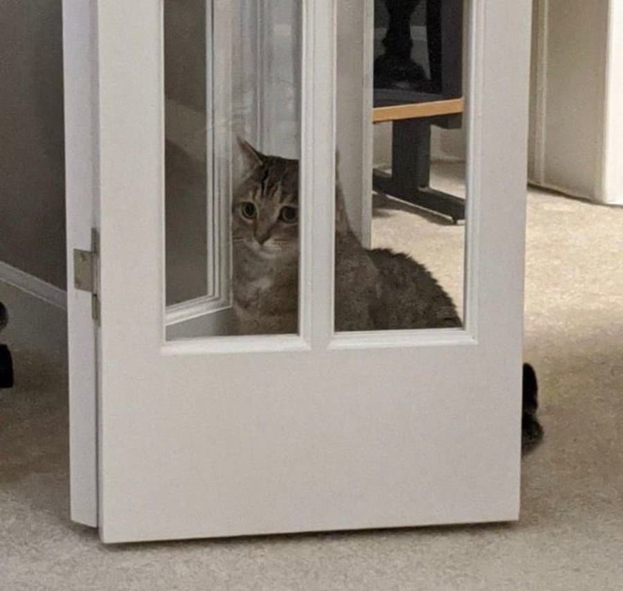 кот сидит за дверью
