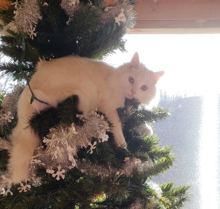 белая кошка сидит на елке