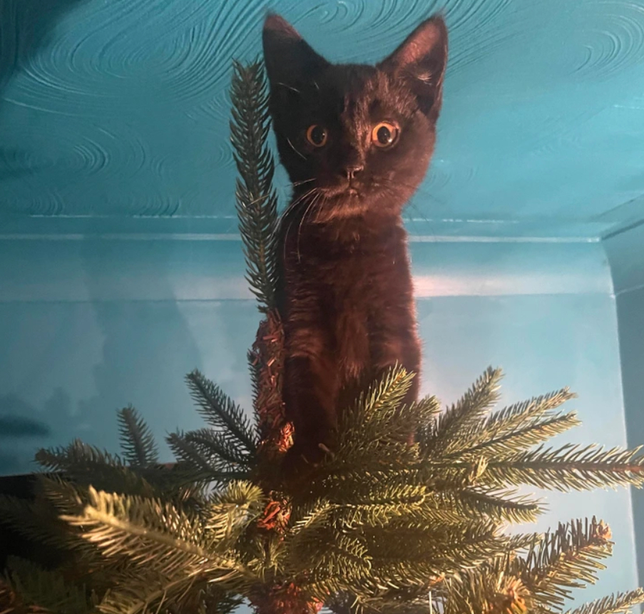 черный кот сидит на верхушке елки